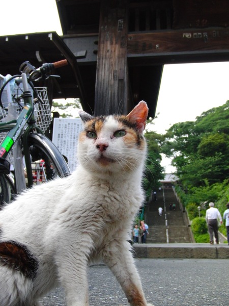 本門寺の門前でちょっとやさぐれた猫。でも人なつっこい。ぎりぎりまで近づいても意に介さず（2009年5月 カシオ EXILIM FC100）
