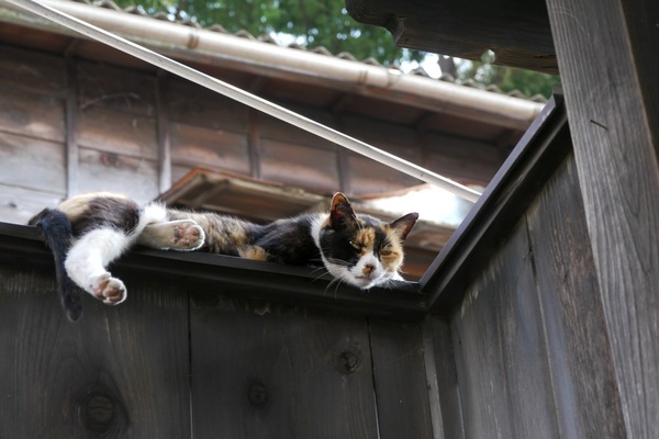 黒い板塀に猫ってけっこう似合う。江戸時代もこんな風に猫がいたんじゃないかと思ってしまう（2009年8月 パナソニック LUMIX GH1）