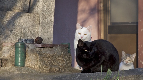 古い石碑の陰で夕日を浴びる3匹の猫。全部違う模様。雑種天国である。こんな石碑が至る所にあるのが鞆。黒猫と白猫が一緒にいると露出にちょいと困る。白猫がトばないように（2009年12月 Nikon  D90）