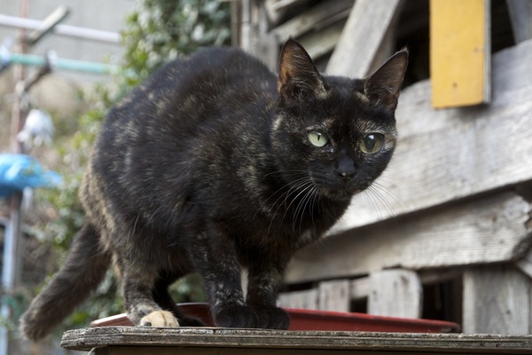 黒と茶がまじった雑種猫。左目が膨らんでるのが痛々しい（2009年12月 Nikon D90）