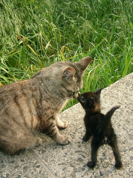 さらに6年前は生まれたばかりだった。あまりに小さくてよたよたしてて、他の猫に可愛がられていたのである（2004年5月 SANYO DSC-J4）