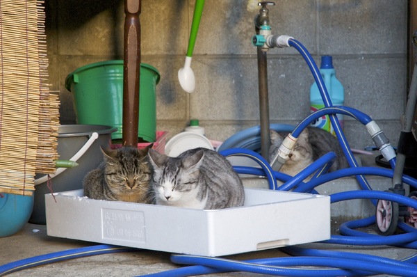 発泡スチロールの箱は暖かいので猫には最適。年末年始は寒かったからね。その後ろでホースの影に隠れてるのが母猫（2010年1月 Nikon D90）