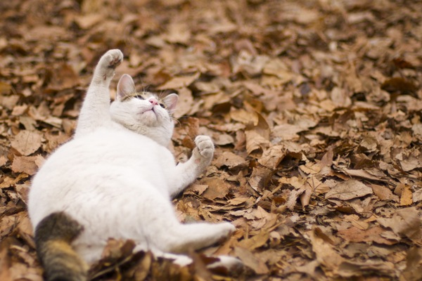 枯れ葉の上でゴロゴロするのでいつも汚れてる猫。オモチャで遊んでるときのひとコマ（2009年3月 Nikon D90）