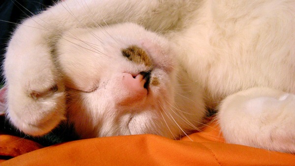 Ascii Jp 冬の猫はやっぱり布団が好き 1 2