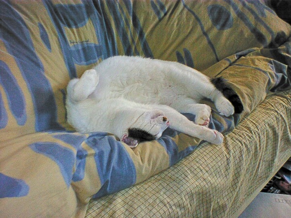 Ascii Jp 冬の猫はやっぱり布団が好き 1 2