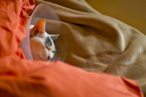 エリザベスカラーをつけた顔だけ外に出して布団の中でお昼寝中。寒い日はやはり布団が好き（2010年2月 ニコン D90）