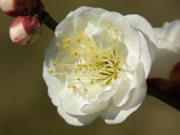 テレマクロ(300mm相当)時に28cmギリギリまで近寄った時の梅の花びら。背景のボケもきれい