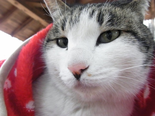 毛布にくるまってる猫をマクロモードで。ISO 1083（2010年2月 リコー CX3）
