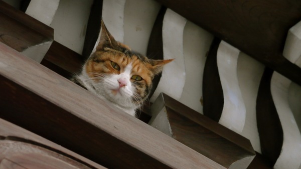 見下ろしてる猫を見上げて声をかけてみた「やあ、良い場所を見つけたね」（2010年1月 パナソニック LUMIX GH1）