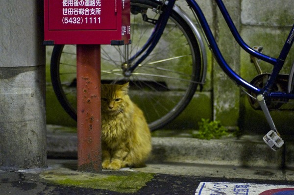 道ばたにひっそりと佇む長毛の猫。ここで何かを待ってるのか。ちょいと気になる（2010年3月 ニコン D90）