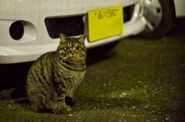 ここは業務用車両の駐車場で夜は門が閉められる。だから猫の天下なのである（2010年3月 ニコン D90）