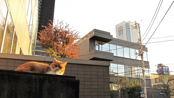 東京都新宿区の猫。建物の隙間から差し込む夕日を背に逆光で。悠然としてるけど、近寄ると脱兎のごとく逃げられました。おどかしてすまん（2008年12月 キヤノン Powershot SX1IS） 