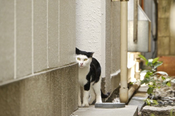 東京都中央区。下町っぽい住宅街。お店の前に発泡スチロールの家があったので、ほぼ飼い猫か。裏からひょっこり顔を出してくれました。その表情がいい（2009年8月 パナソニック DMC-GH1）