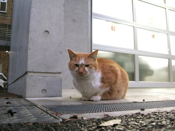 東京都文京区。打ちっ放しのコンクリートの前にちょこんと。大学構内なので猫的には住みやすい場所かも（2008年3月 キヤノン Powershot G9）