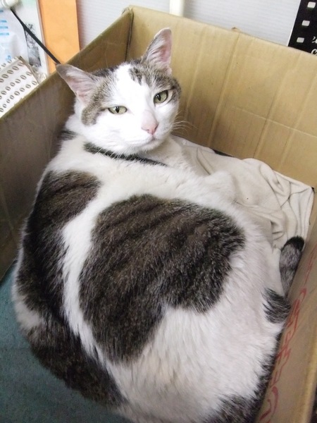 ダンボール箱でお昼寝してたお店の猫をペットモードで（2010年3月 富士フイルム FinePix Z700EXR）