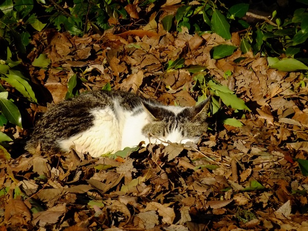 枯れ葉に埋もれて気持ちよさそうに寝てる猫。ダイナミックレンジを広げて撮ってるので白飛びもなく、夕方らしくやや赤みが差していて、きれいな写り。さすがフジ（2010年3月 富士フイルム FinePix Z700EXR）