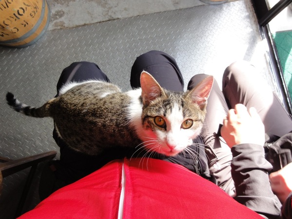 広角で撮った膝乗り猫。広角なのでちゃんと猫の全身を撮れます。とある珈琲豆屋さんの猫だが、あっという間に膝に乗ってきてびっくり（2010年3月 ソニー Cyber-shot DSC-HX5V）