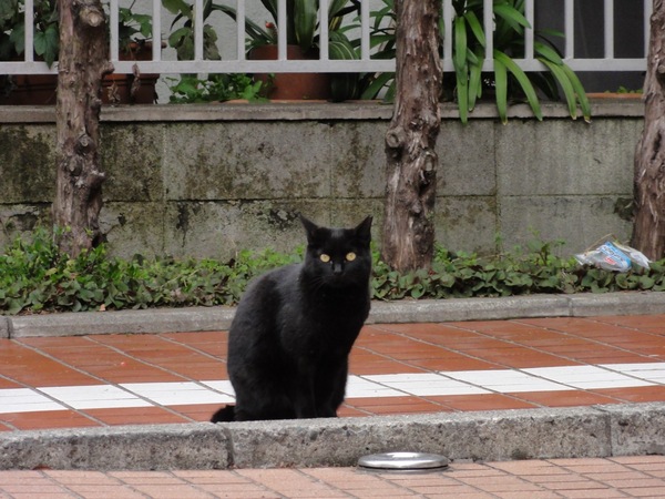 西新宿裏通りで偶然見つけた黒猫。警戒していて近づけそうになかったので遠くから望遠で（2010年3月 ソニー Cyber-shot DSC-HX5V）