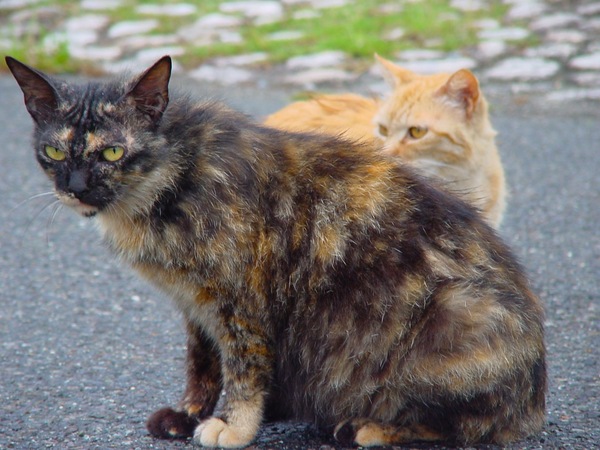 10年前、名古屋城正門近くで見つけた2匹の猫。野良っぽい精悍な顔つきが印象的だった。これを撮った「Cyber-shot F505V」は巨大なレンズが回転するユニークなデジカメで、結構お気に入りだった。懐かしい（2000年5月 ソニー Cyber-shot F505V）