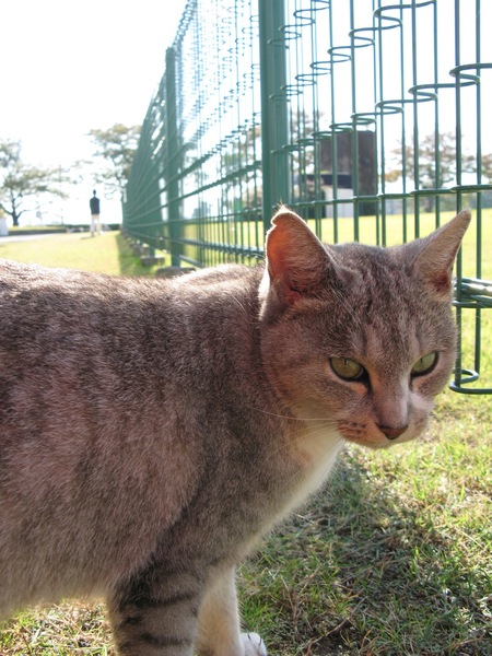 名古屋市はずれの公園で見かけた人なつっこい猫。近所の飼い猫だろう（2006年11月 キヤノン Powershot G7）