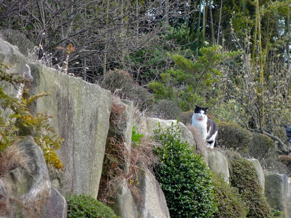 名古屋市郊外の里山を利用した公園で見つけた飼い猫。桜を目当てにぞろぞろと歩く人を遠巻きに見ていた（2010年4月 ソニー Cyber-shot DSC-HX5V）