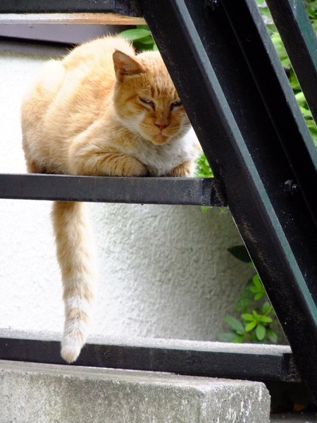  アパートの階段の裏からご挨拶。アパートって平日昼間は人が出入りしないので猫的にも安心なのだ（2009年8月 富士フイルム FinePix F70EXR）