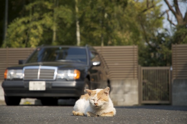 広い駐車場のど真ん中で日向ぼっこ。後ろに写ってるのはベンツですな。この猫は後ろに見えてるおうちが飼ってる……ってことはないだろうな（2009年4月 ニコン D90）
