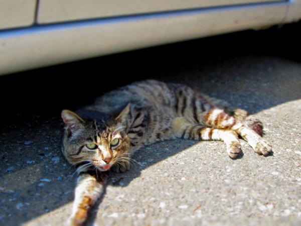 車の影で休んでた猫をジオラマ風モードで撮ってみた。こてっとしてきりっとしてなんかいい感じ（2010年4月 キヤノン Powershot SX210 IS）