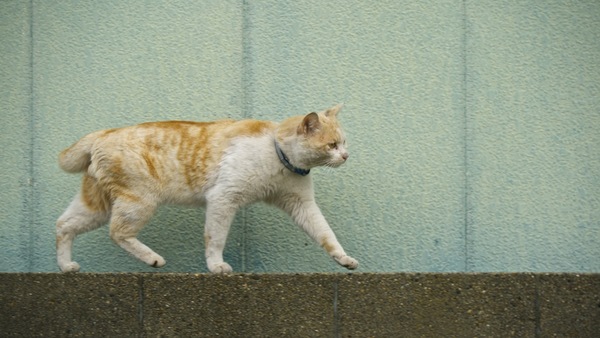 塀の上をとことこと歩く飼い猫。とにかく、塀の上が好きでした（2010年5月 パナソニック LUMIX DMC-GH1）