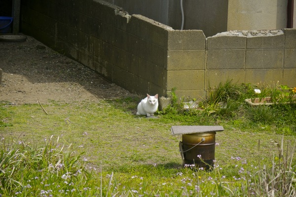 海が見える高台で見つけた猫。白くてきれいだったけど、警戒心が強くてこれ以上近寄れず（2010年5月 パナソニック LUMIX DMC-GH1） 