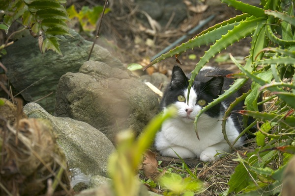 ちょっとだけかしげた首が可愛い白黒猫。今回一番のお気に入り猫だ（2010年5月 パナソニック LUMIX DMC-GH1）