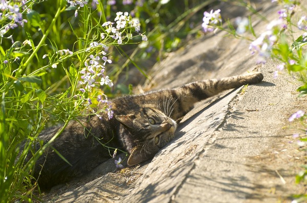 春の花に囲まれて気持ちよく日差しを浴びてた猫。うらやましい。撮ってたら気配を感じたのか、うーんと伸びをしてこっちをちらり（2009年4月 ニコン D90）
