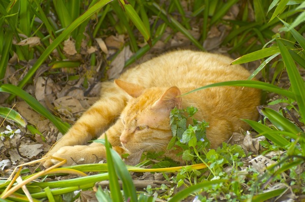 草むらで丸くなってぼーっとしてた猫。何をじっと見てたんだろう（2009年4月 ニコン D90）