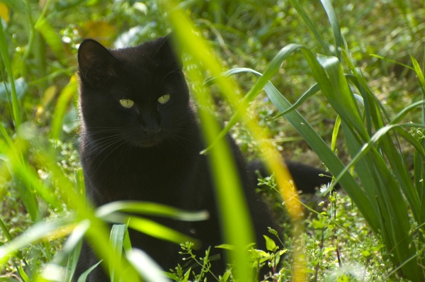 逆光で撮ると周りの毛がふわっと光り、目だけが黄色く輝く。黒猫は逆光に限る（2009年4月 ニコン D90）