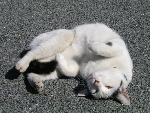 アスファルトのど真ん中に白い物体が、と思ったら猫だった。近寄らせてはくれなかったけど、目の前で何度もごろごろ（2003年3月 サンヨー DSC-J1）