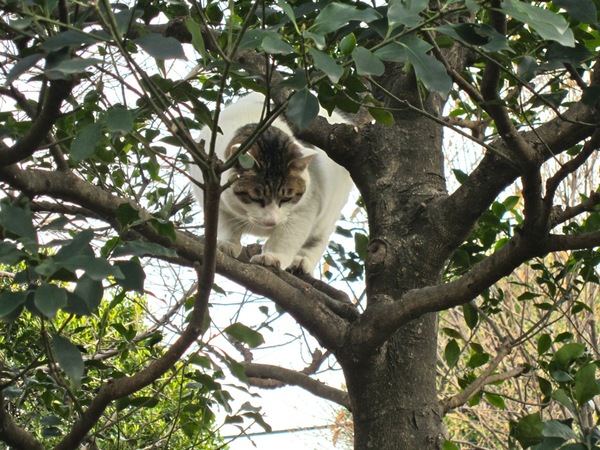 木に登ったはいいが降りるに降りられず躊躇してるチロ。見ていた人の話によると、枝に止まってた鳥を追って登ったらしい。もちろん鳥は飛んで逃げていきました。当たり前（2010年3月 キヤノン IXY10S）
