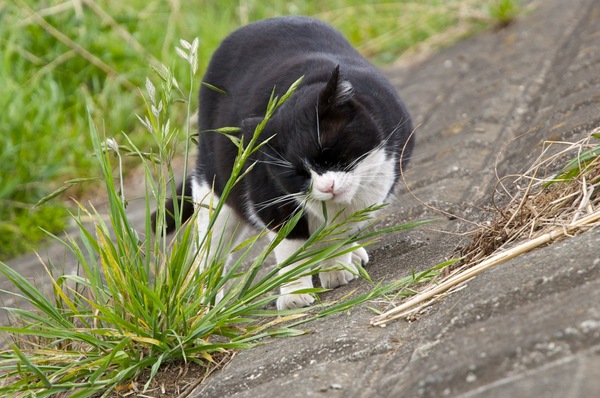 土手で草をはむ猫。おいしそうにくらいついておりました（2009年4月 ニコン D90）