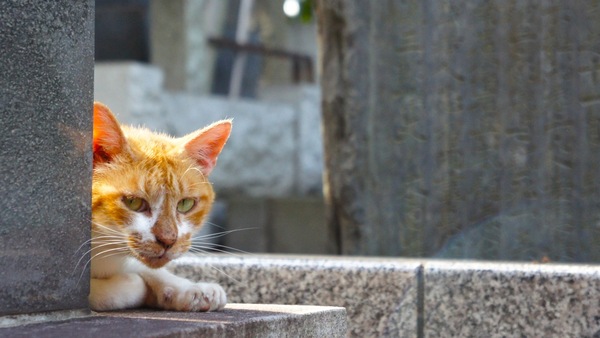墓地の一角で隠れていた猫にそっと近づくと感づかれて目が合う。いつもは近寄るとすぐ逃げるのに暑いのかとりあえず様子見（2010年7月 ソニー NEX-3）