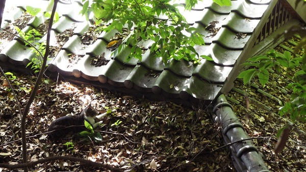 神社脇の公衆便所の屋根の上に隠れてた猫。わかりづらいけど、左下におります。ここなら安全だ（2010年7月 ソニー NEX-3）