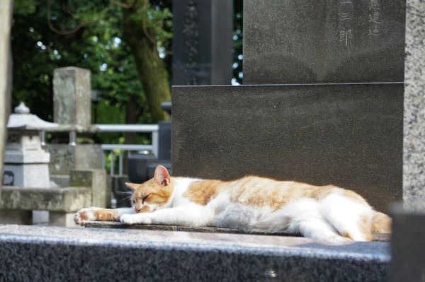 石を放熱板にしてるかのごとくへちゃーとつぶれてる猫。夏バテぎみ？（2010年7月 ソニー NEX-3）