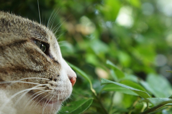NEXの良さは気軽なローアングル撮影。ぐぐっと近寄って猫目線で横顔を狙ってみた（2010年7月 ソニー NEX-3）