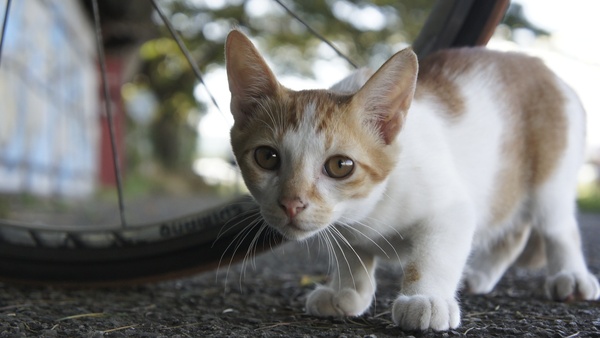 自転車のすぐ下で興味深そうにこちらを見てる子猫。耳がでかくて可愛い。このあと、猫じゃらしをもっていっちゃった（2010年8月 ソニー NEX-5）