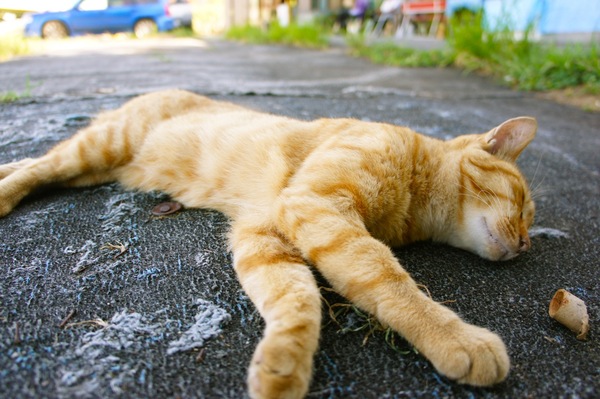 期待を裏切らないへちゃーっぷりがすばらしい夏のお昼寝猫（2010年8月 ソニー NEX-5）