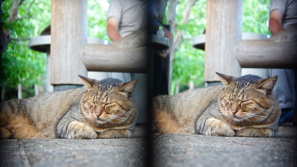ステレオアダプターで撮影したくつろいでる猫。平行法用（2010年8月 ソニー NEX-5）