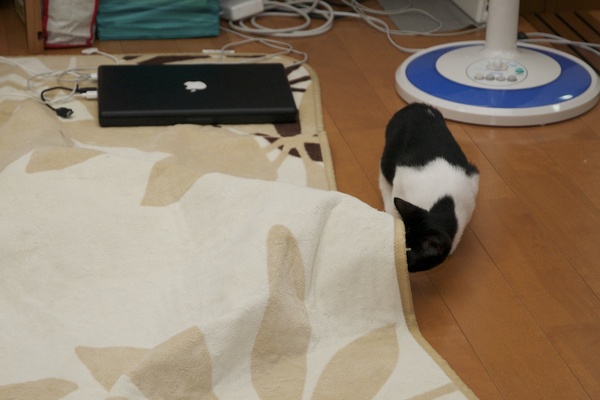ランちゃんの姿が消えて気になって覗き込むパン（2010年8月 ニコン D90）