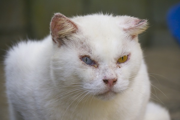 オッドアイの白猫。目の周りと耳が荒れたりただれたりしてるが貫禄は抜群。ボスっぽい（2010年8月 パナソニック GH1）