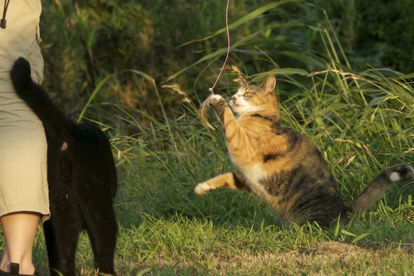 外の猫でもおもちゃは大好き。面白いように釣れる。実は手前の黒猫もおもちゃを狙い中（2010年8月 パナソニック GH1）