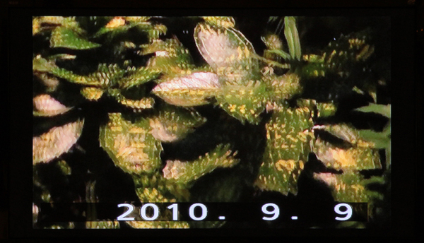 3Dテレビに3D映像を表示したところ。上下左右に黒い枠が表示されている