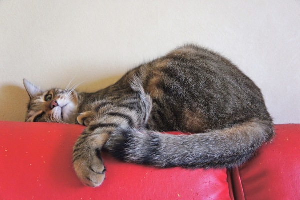 くつろいでたらハマっちゃってちょっと困ってる「かふか」。この赤いソファはとっくに猫の爪痕でぼろぼろです（2010年8月 ソニー NEX-5）