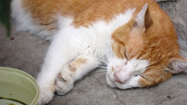 とあるお店の飼い猫らしい。そういえばこの猫、いつもお店の前で寝てる。起きてるところを見たことがない（2010年9月 キヤノン Powershot S95）